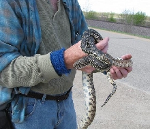 2 Minnesota Bullsnakes