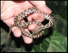 2019 Male Fox snake FS1a