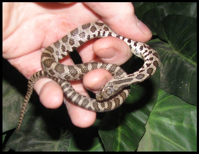 2019 Male Fox snake FS1a