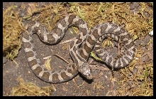 2019 Male Fox snake FS1b