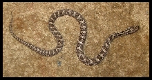 2019 Male Fox snake FS1c