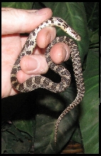 2019 Male Fox snake FS2a