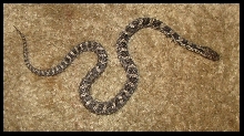 2019 Male Fox snake FS3c