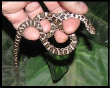 2019 Female Fox snake FS6a