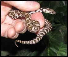 2019 Female Fox snake FS6b