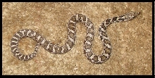 2019 Female Fox snake FS6c