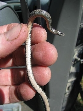 Anerythristic (?) Redbelly snake.