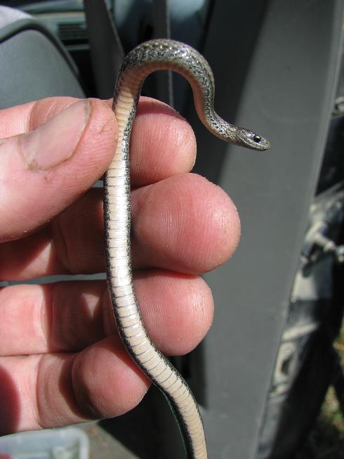 Anerythristic (?) Redbelly snake.