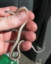 Anery Redbelly snake from Minnesota.