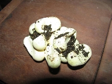 Dry Eastern Eggs 2
