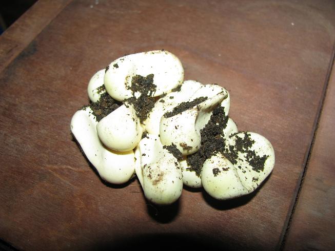 Dry Eastern Eggs 2
