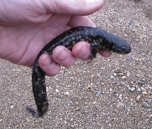 Minnesota Tiger Salamander