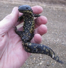 Minnesota Tiger Salamander
