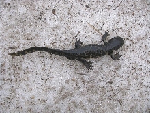 Minnesota Tiger Salamander on Snow!