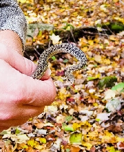 Virgina Garter Snake?