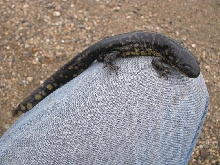 Minnesota Tiger Salamander