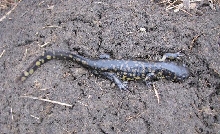 Tiger Salamander