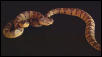 Neonate Jumping Vipers