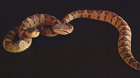 Neonate Jumping Vipers