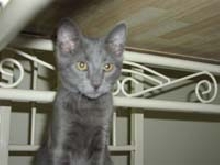 Trouble the kitten