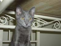 Trouble the kitten