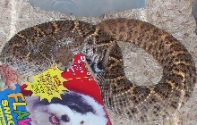 Snakes don't know they're not rats!