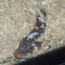 Interesting behavior between Sandboa Pairs