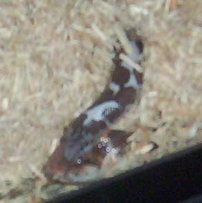 Interesting behavior between Sandboa Pairs