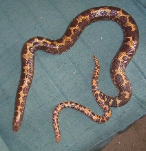Large female and small flame race