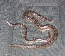 Some Black Russian Sandboas