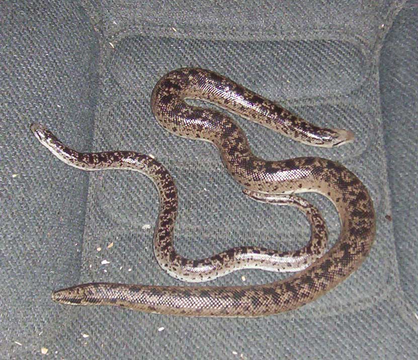 Some Black Russian Sandboas