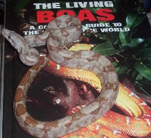 Hog Island Boa