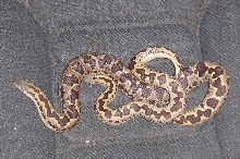 Pair 'o' Conicus
