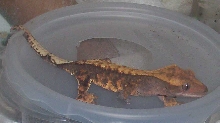 Sylph, female crested gecko
