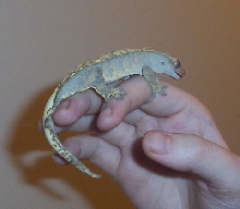 Another crested pic