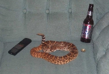 Beware the urban rattler!!