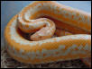 Limburg Albino Rosy Boa