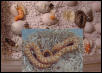Albino And 66% Het Western Hognose
