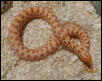 Albino Western Hognose Snakes