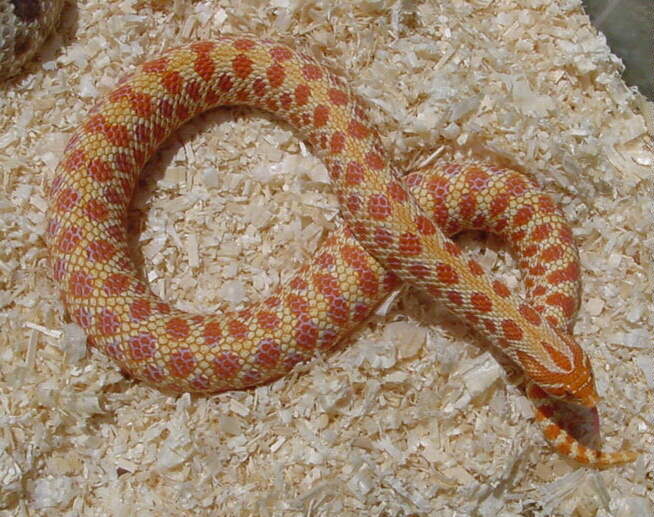 Albino Western Hognose Snakes