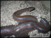 Het For Limburg Albino Rosy Boa