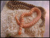 Albino Western Hognose Snakes