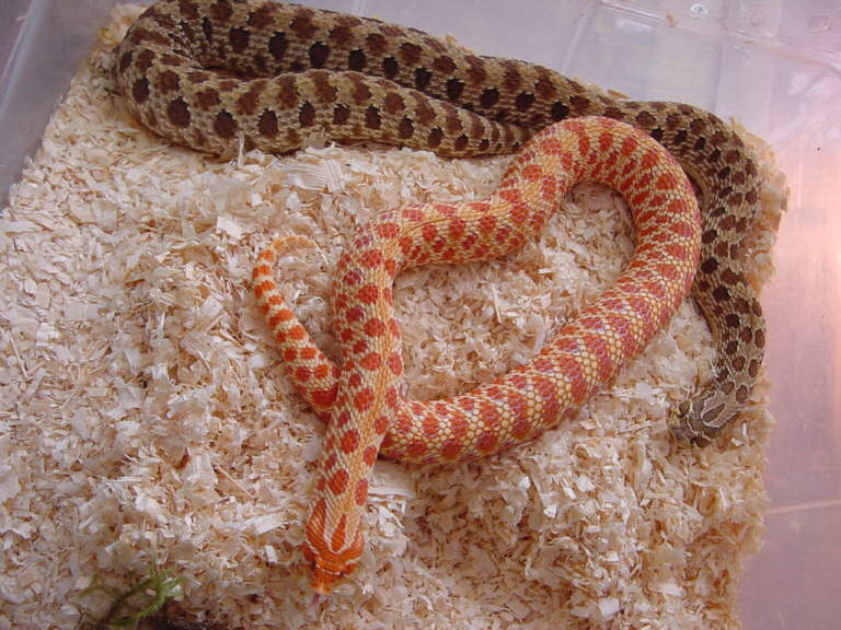 Albino Western Hognose Snakes
