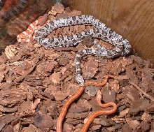 Aner., Striped Amel., and Albino Reverse Okatee