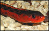 flame garter