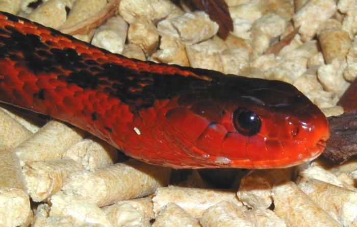 flame garter