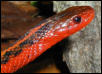 Flame garter