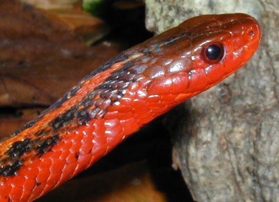 Flame garter