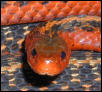 Flame garter