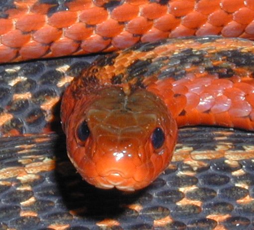 Flame garter